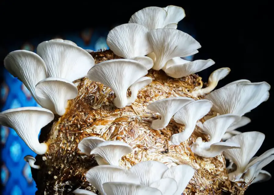 Photo of white mushrooms growing out of compacted woodchips