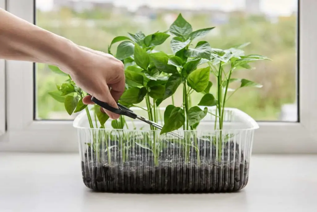 Photo of pruning young pepper plants in a transparent container