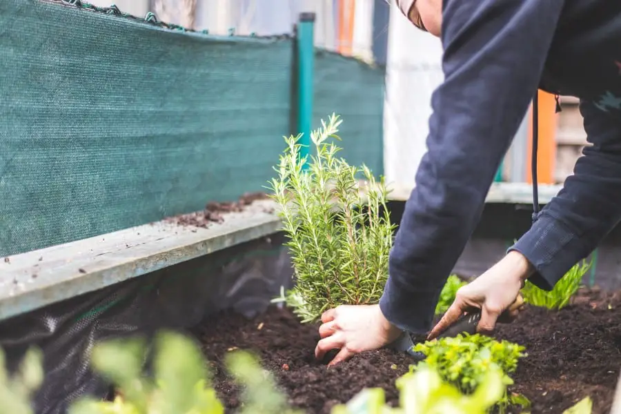 Photo of woman planting rosemary in a raised bed garden