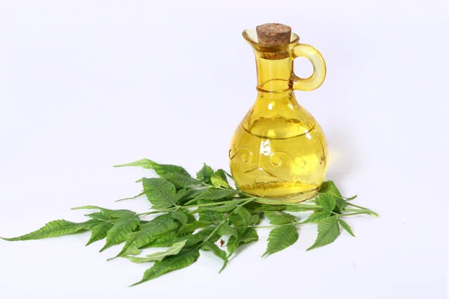 Photo of a glass bottle full of neem oil next to neem leaves against a white backdrop