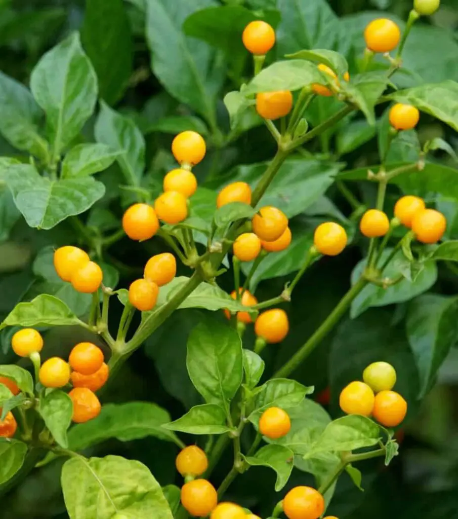 Photo of orange Aji Charapita peppers growing outdoors