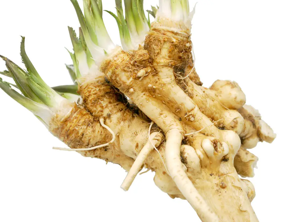 Photo of horseradish root with whiteish green shoots coming out of the top on a white backdrop