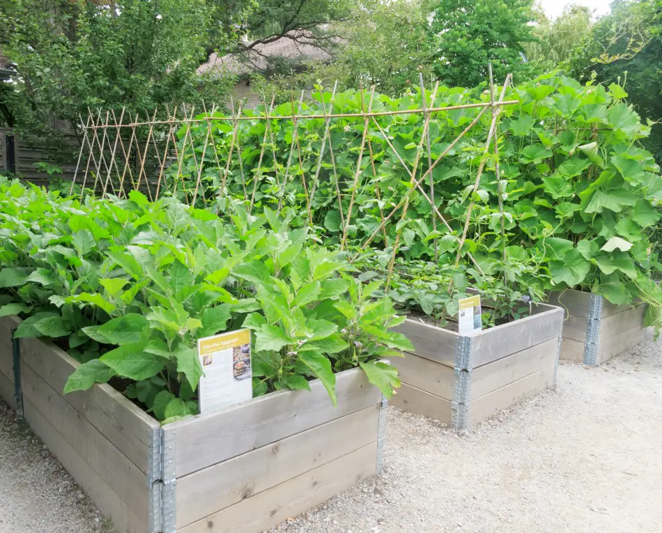 Photo of raised gardening beds made of wood with leafy produce being grow in them