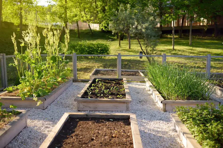 Photo of raised gardening beds set a top pale colored gravel