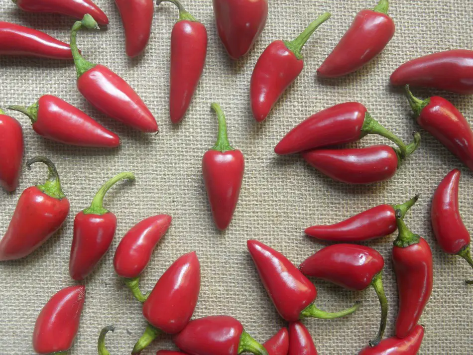 Many Fresno chili peppers laid out on a burlap cloth