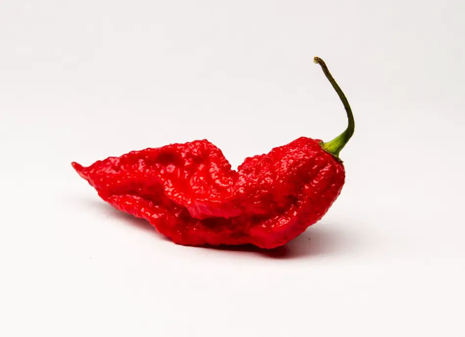 Photo of a fiery hot ripe ghost pepper on a white back drop