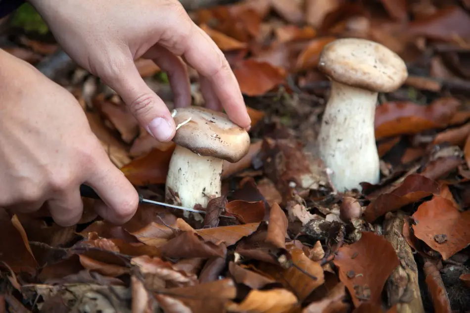 Photo of cutting a white wild mushrooms growing on the forest ground