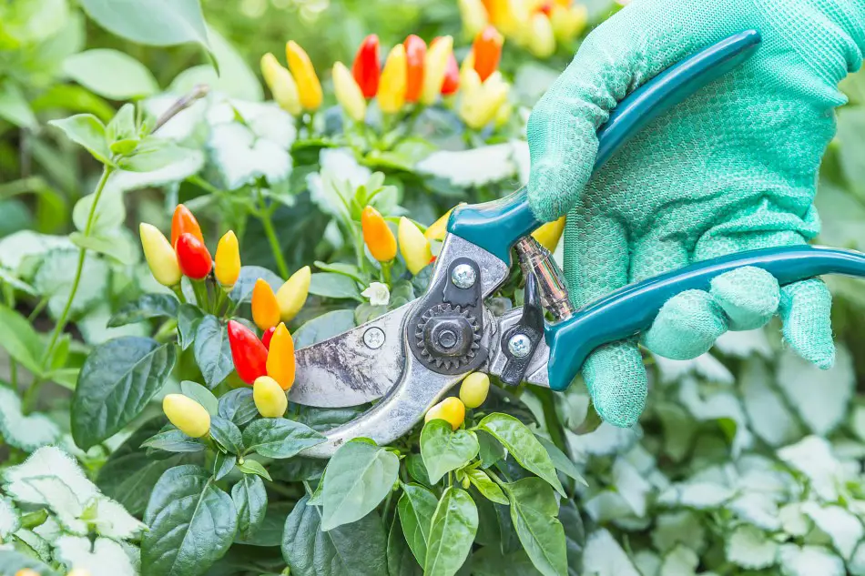 Photo of ornamental chili peppers being pruned by green handled sheers