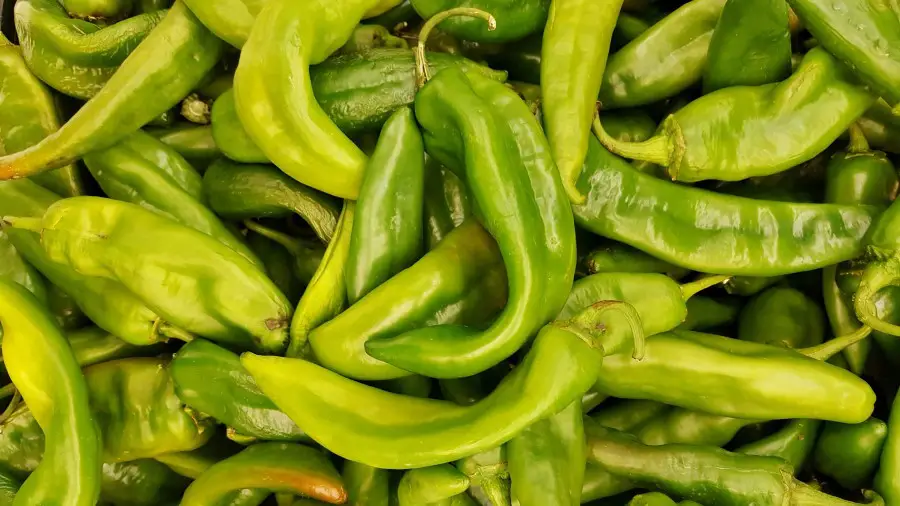 Pile of bright green Hatch chili peppers