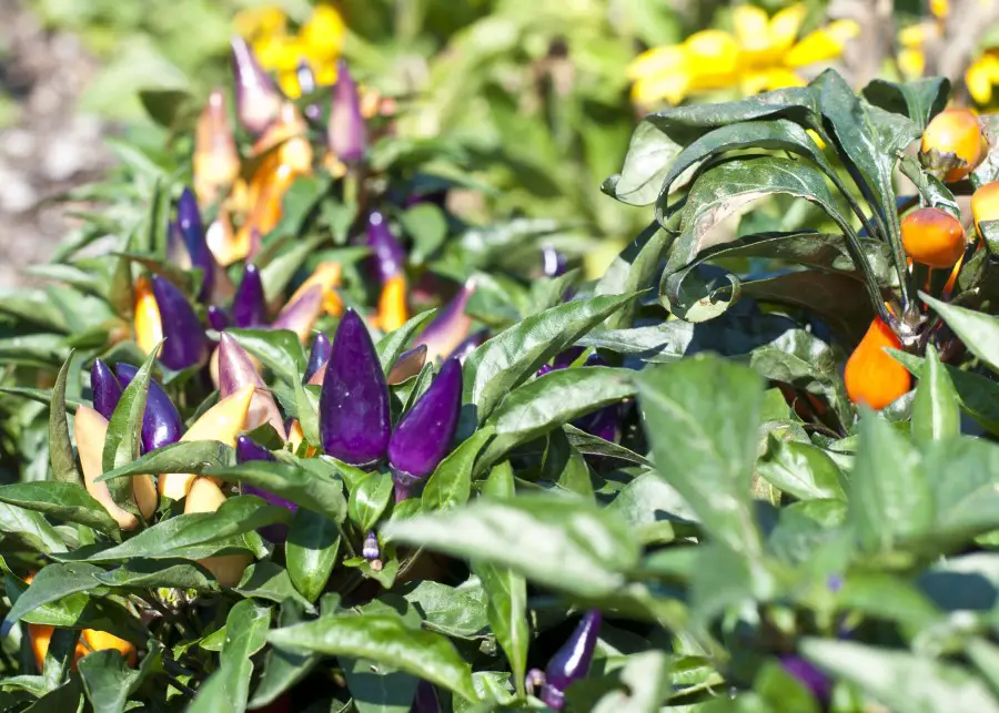 Photo of purple and gold colored ornamental peppers growing outdoors