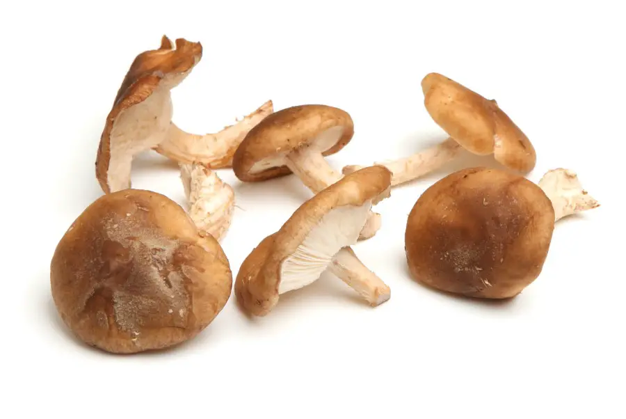 Photo of 6 fresh shiitake mushrooms with brown caps and white stems laying against a white backdrop