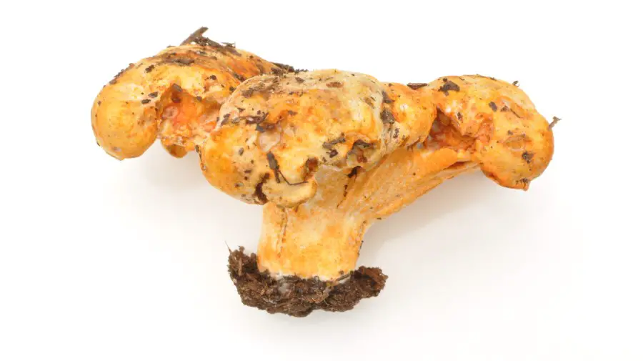 Photo of orange lobster mushroom