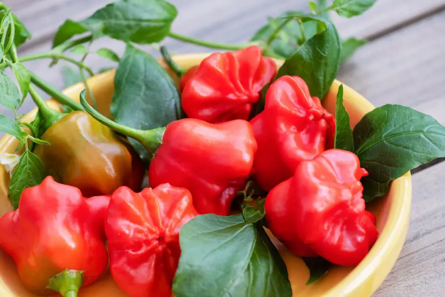 Photo of red mad hatter peppers in a bowl