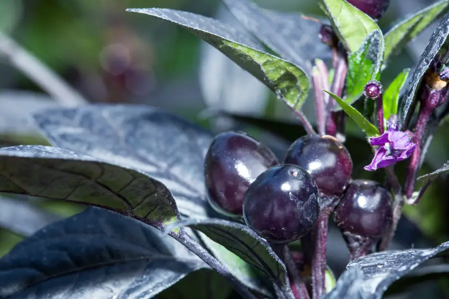 Close up photo of a Black Pearl pepper ripening on the vine