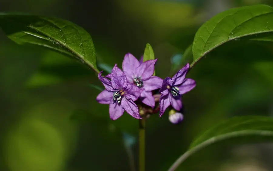 Photo of a Black Pearl Pepper flower in bloom