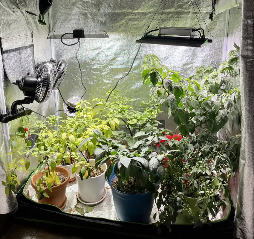 Photo of a grow tent with pepper plants inside