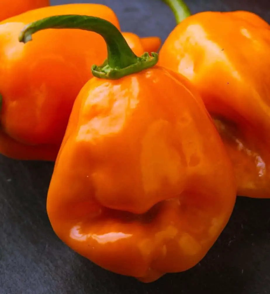 is a habanero hotter than a ghost pepper