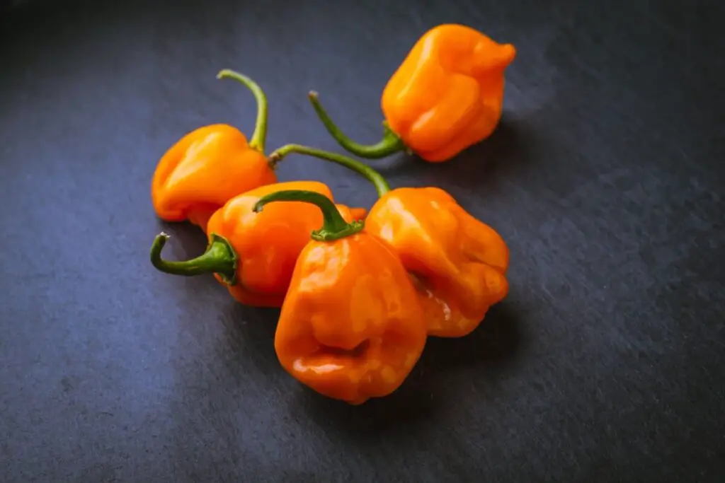 How Long do Habanero Peppers Last and How to Store Them The Spicy Trio