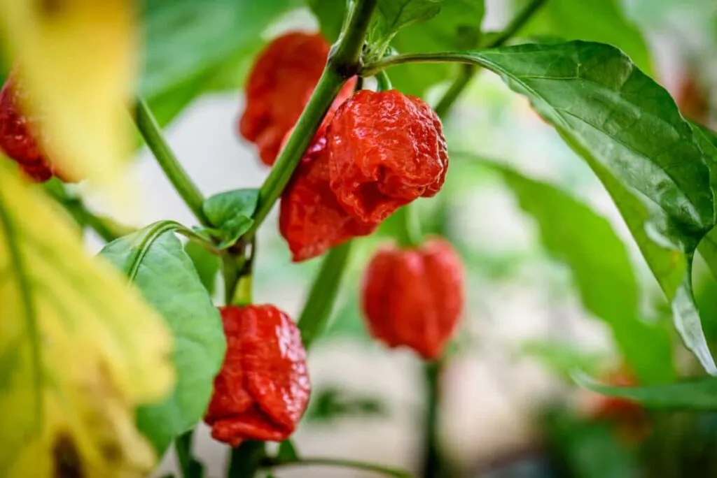 Photo of super hot peppers ripening on the vine