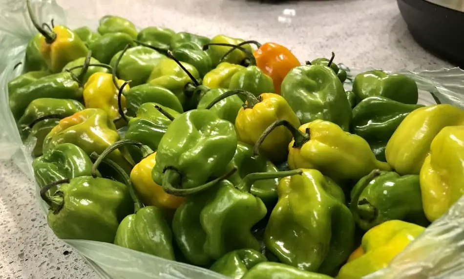 How Long Does it Take to Grow Peppers from Seed to Harvest