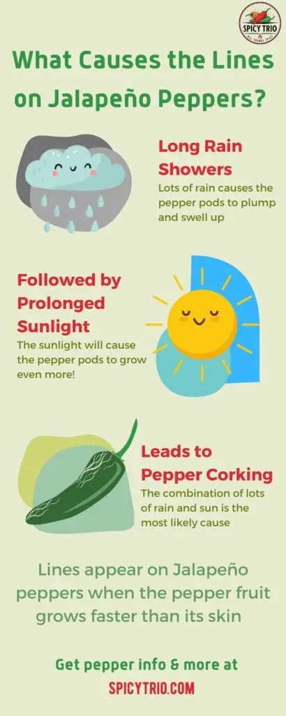Infographic created by Spicy Trio highlighting what causes lines and cracks on jalapeño