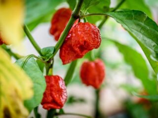 Photo of Scorpion Peppers ripening on the vine