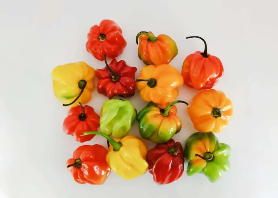 Photo of a many scotch bonnets in a variety of colors
