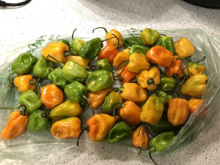 Habanero Pepper Guide Origin, Colors, Uses, Growing and More The