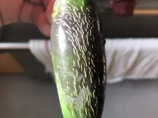 Photo of a green jalapeno pepper held by the stem