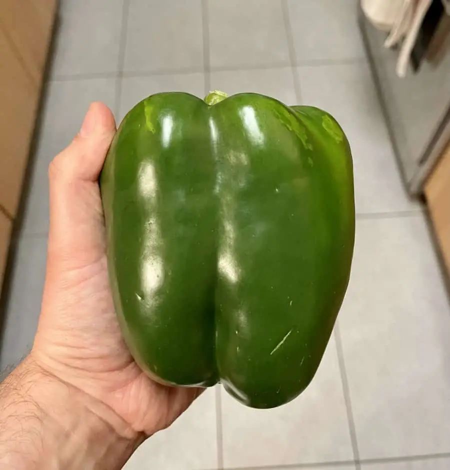 Point of view photo of looking down at a large green pepper being held in a mans  hand.