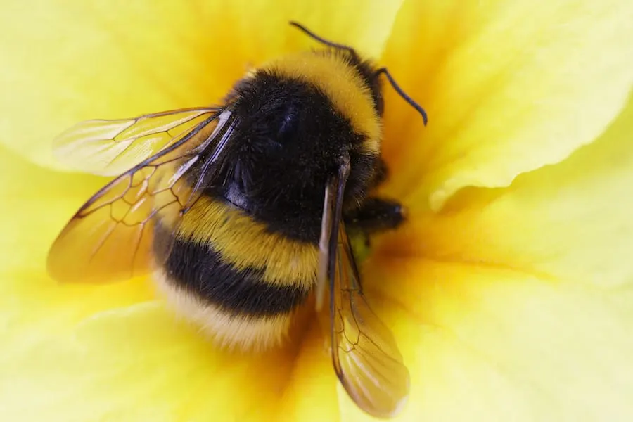 Close up photo of a fuzzy bumble bee with yellow and black stripping sitting in the middle of a yellow flow.