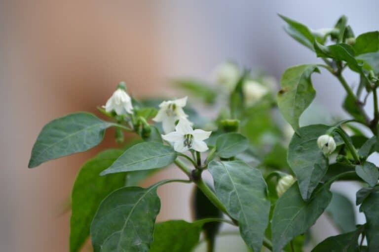 How Do Pepper Plants Get Pollinated? The Spicy Trio