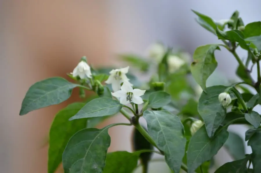 Photo of white flowers sprouting from a blooming pepper plant