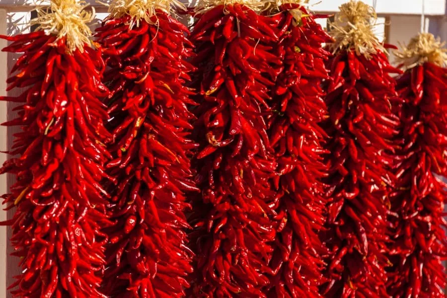 Photo of thousands of red chili peppers strung in a ristra