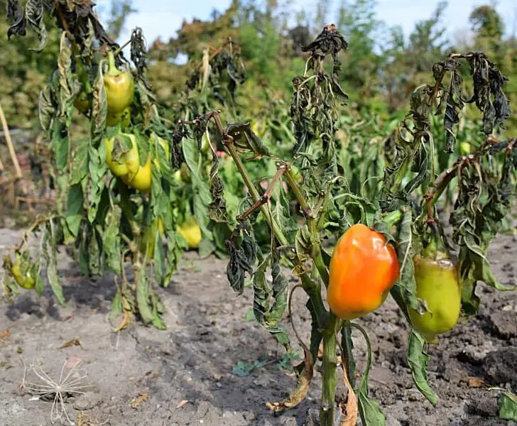 How to Treat Stunted Pepper Plants The Spicy Trio