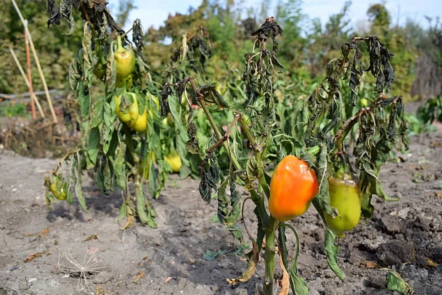 damaged yellow and brown leaved pepper plant with pepper pods