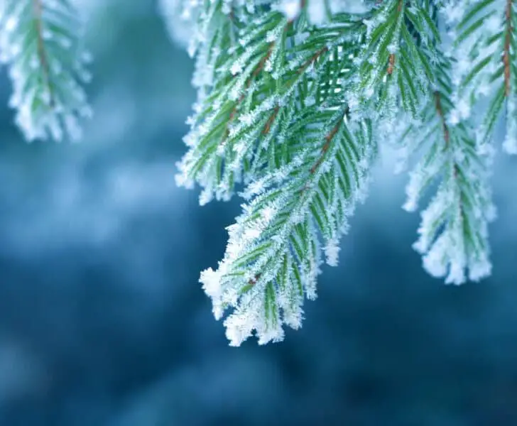 Six Easy Ways to Protect Pepper Plants from Frost The Spicy Trio