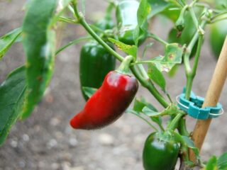 Photo of three Jalapeno peppers on the vine, two green one ripe and red.