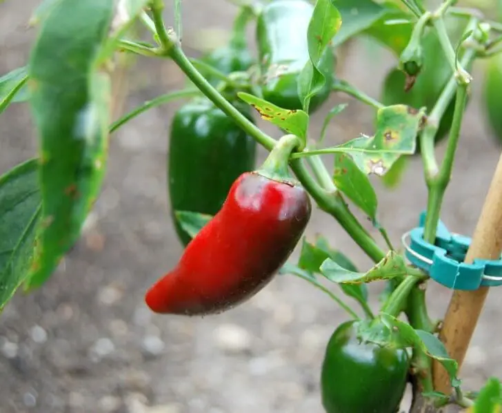 What is Overwintering and How to Overwinter Pepper Plants The Spicy Trio
