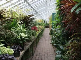 Photo of the inside of a green house with various green colored plant varieties to the left and right of a walking path.