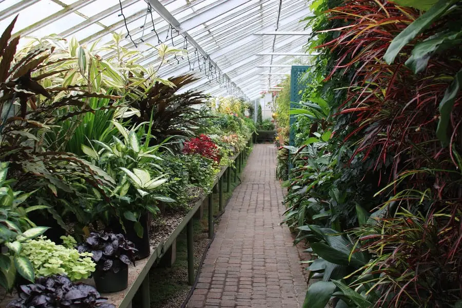 Photo of the inside of a green house with various green colored plant varieties to the left and right of a walking path.