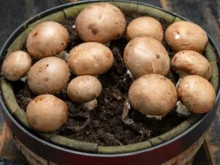 Photo of organic brown champignon mushrooms growing in a bucket