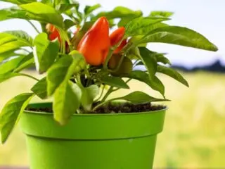 Photo of small pepper plant in a small green pot sitting outdoors in the sun