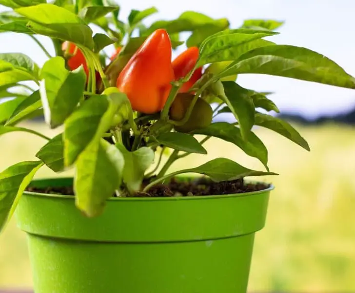 7 Reasons Your Peppers are Growing Slowly (Solved!) The Spicy Trio