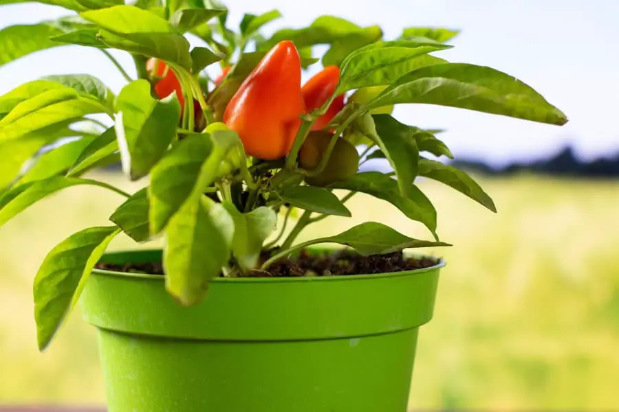 Photo  of small pepper plant in a small green pot sitting outdoors in the sun