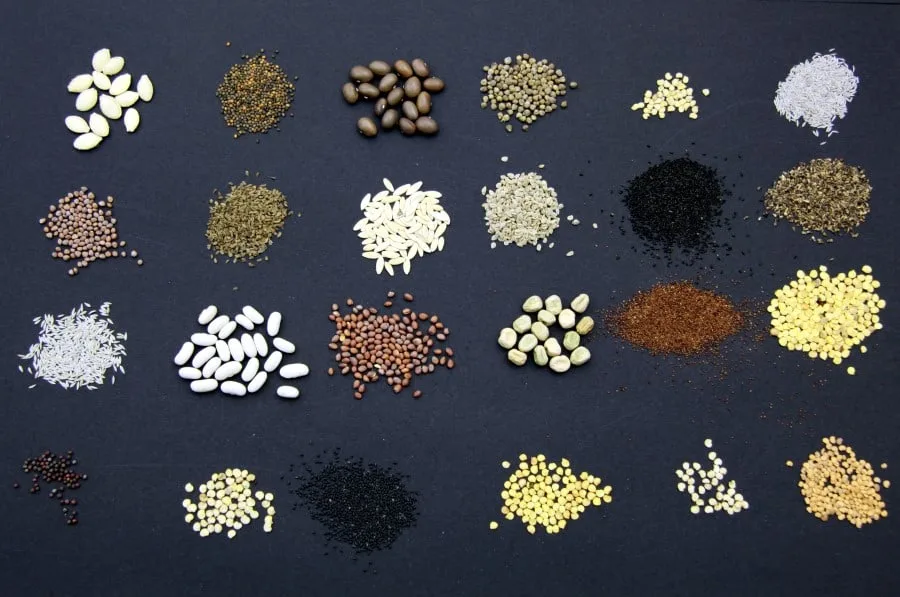 Photo of about 30 different types of speeds, ranging in colors from white to black. The seeds are siting on a slack colored back drop.