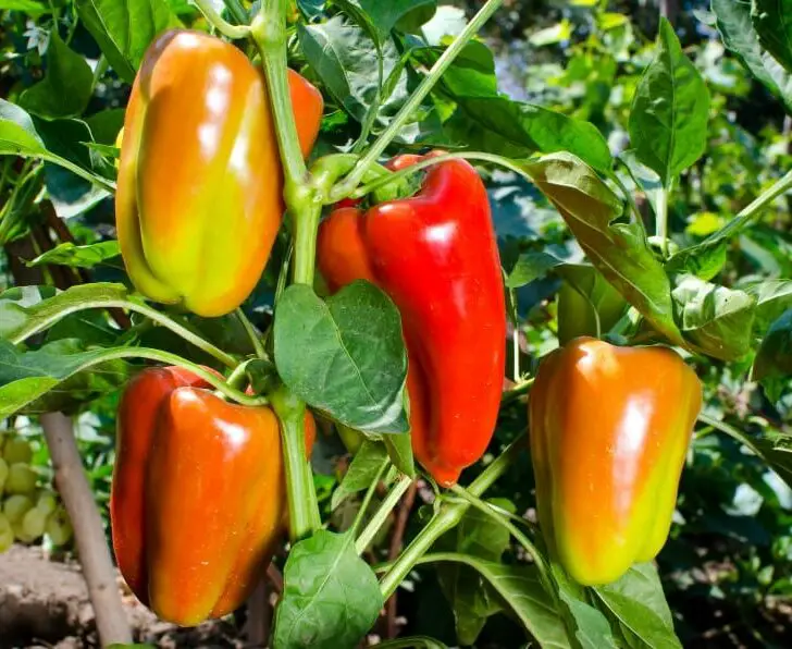 Six Reasons Why Your Pepper Plant is Not Fruiting The Spicy Trio
