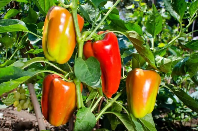 Bell Pepper Guide Origin, Colors, Varieties, and More The Spicy Trio