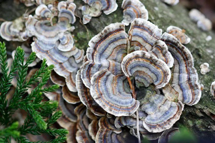 Photo of turkey tail mushrooms growing out of fallen log