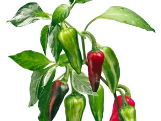Illustration of a Fish Pepper plant with Green and Red pepper pods